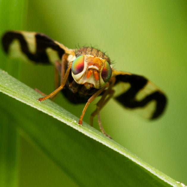 Was tun gegen die Walnussfruchtfliege?