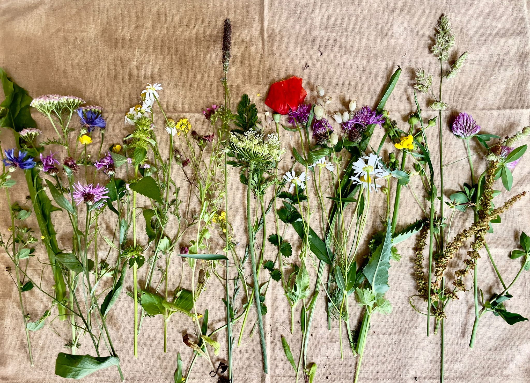 Unsere Blühstreifen – ein Wunderwerk von und für die Natur