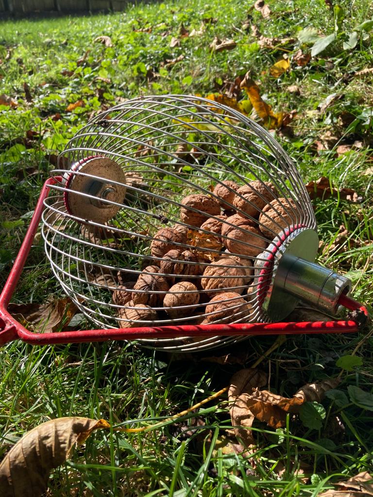 Walnüsse ernten: Wann ist der richtige Zeitpunkt – und wie geht es am schnellsten?
